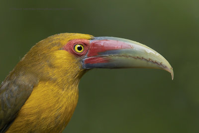 Saffron toucanet - Pteroglossus bailloni