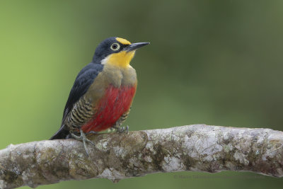 Yellow-fronted Woodpecker - Melarnerpes flavifrons