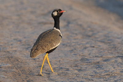 Northern Black korhann - Afrotis afraoides