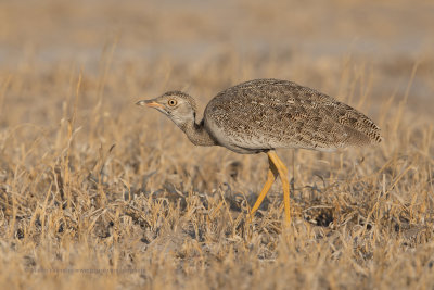 Northern Black korhann - Afrotis afraoides