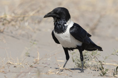 African Pied crow - Corvus albus