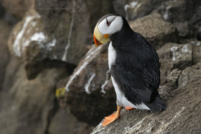 Horned Puffin - Fratercula corniculata