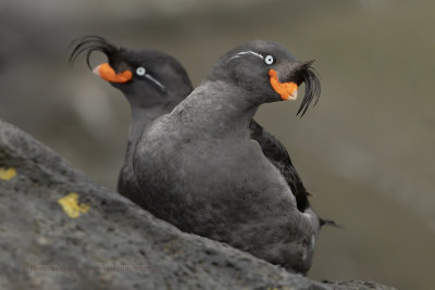 Crested Auklet - Aethia cristatella