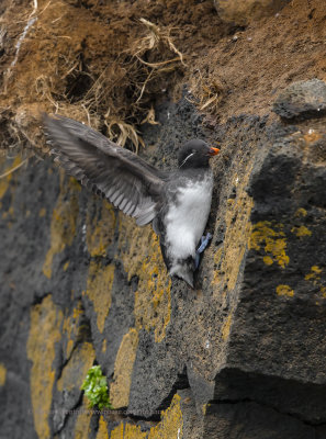 Parakeet Auklet - Aethia psittacula