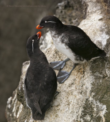 Parakeet Auklet - Aethia psittacula
