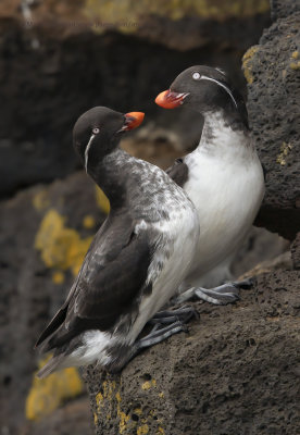 Parakeet Auklet - Aethia psittacula