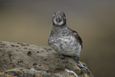 Least Auklet - Aethia pusilla