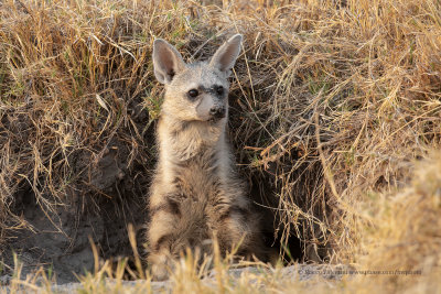 Aardwolf - Proteles cristatus