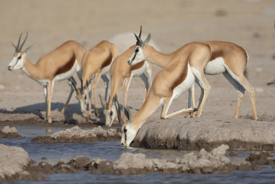 Kalahari Springbok - Antidorcas hofmeyri