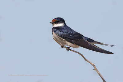 White-throated Swallow - Hirundo albogularis