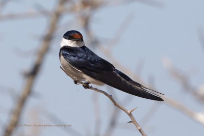 White-throated Swallow - Hirundo albogularis