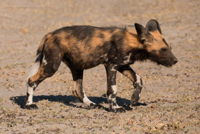 African Wild Dog - Lycaon pictus