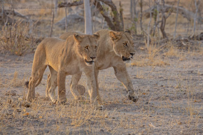 African Lion - Panthera leo