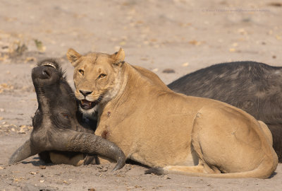 African Lion - Panthera leo