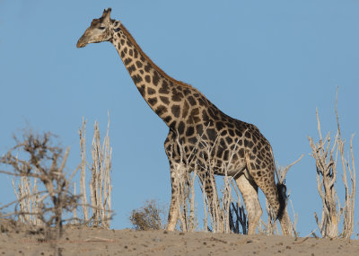 Giraffe - Giraffa camelopardalis angolensis