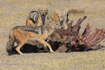 Black-backed Jackal - Canis mesomelas