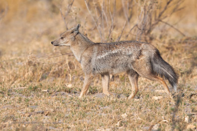 Striped jackal - Canis adustus