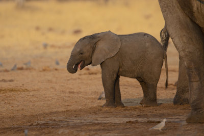 African Elephant - Loxodonta africana