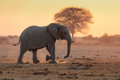 African Elephant - Loxodonta africana