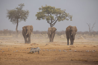 African Elephant - Loxodonta africana