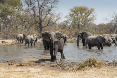 African Elephant - Loxodonta africana