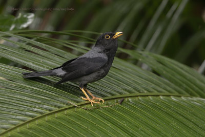 Yellow-legged Thrush - Turdus flavipes