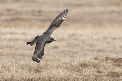 Pomarine Skua - Stercorarius pomarinus