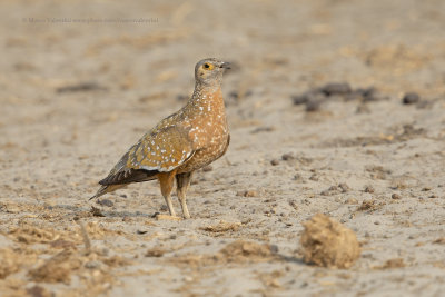 Burchell's Sandgrouse - Pterocles burchelli