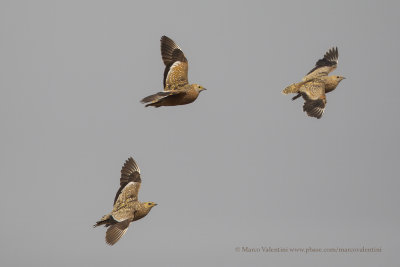 Burchell's Sandgrouse - Pterocles burchelli