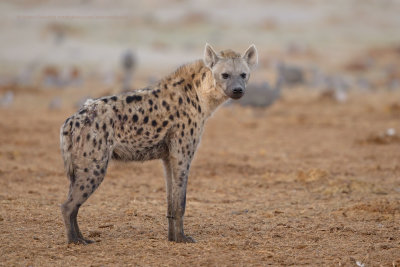 Spotted hyena - Crocuta crocuta