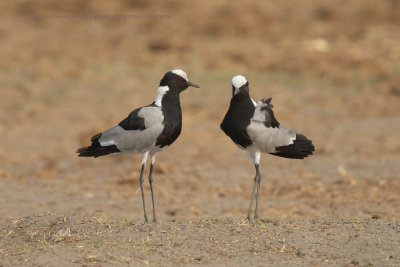 Blacksmith Plover - Vanellus armatus