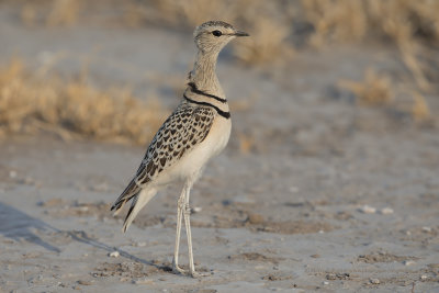 Double-banded Courser - Rhinoptilus africanus