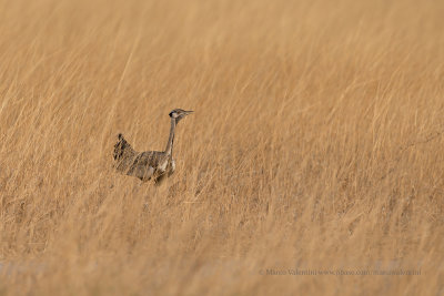 Black-bellied bustard - Lissotis melanogaster