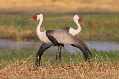 Wattled crane - Grus carunculata