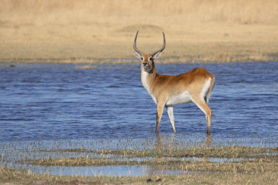 Red Lechwe - Kobus leche