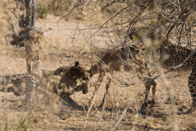 Cheetah - Acinonyx jubatus