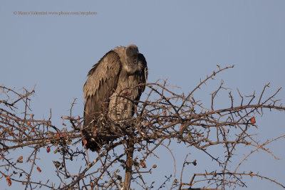 White-backed vulture - Gyps africanus