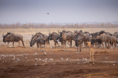 Blue wildbeest - Connoachetes taurinus