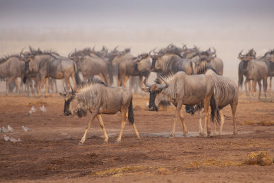 Blue wildbeest - Connoachetes taurinus