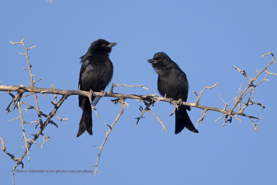 Fork-tailed drongo - Dicrurus adsimilis