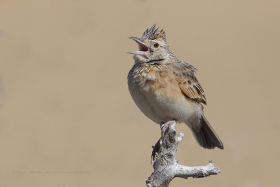 Rufous-naped Lark - Mirafra africana