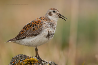 Rock Sandpiper - Calidris ptilocnemis
