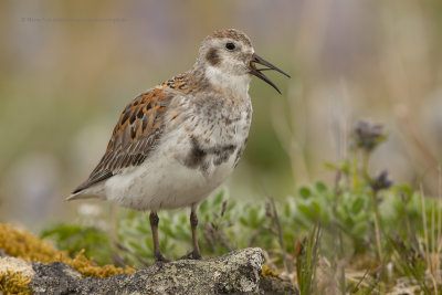 Rock Sandpiper - Calidris ptilocnemis