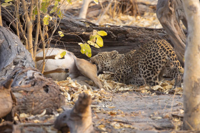 Leopard - Panthera pardusBOTS1235.jpg