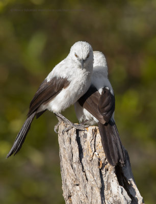 Southern Pied Babbler - Turdoides bicolor