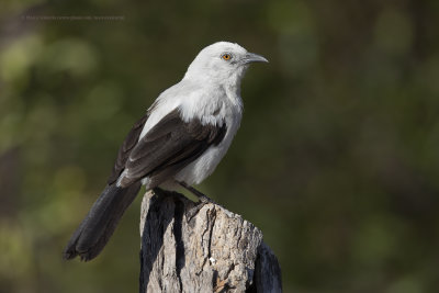 Southern Pied Babbler - Turdoides bicolor