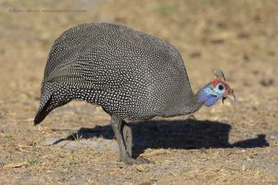 Helmeted Guineafowl - Numida meleagris