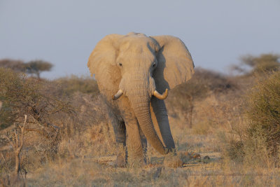 African Elephant - Loxodonta africana