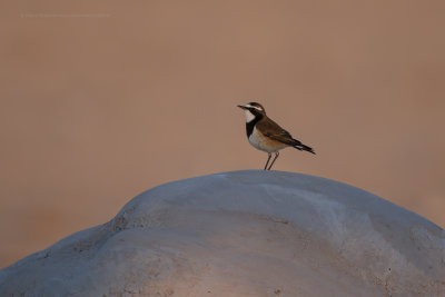 Capped Wheatear - Oenanthe pileata