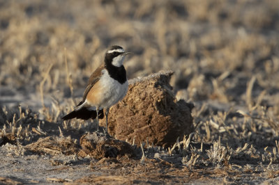 Capped Wheatear - Oenanthe pileata
